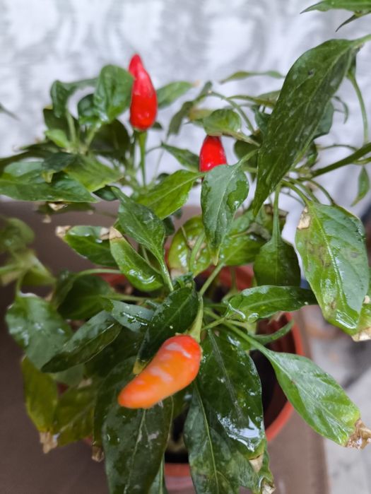 Домашние цветы , цветущий кактус