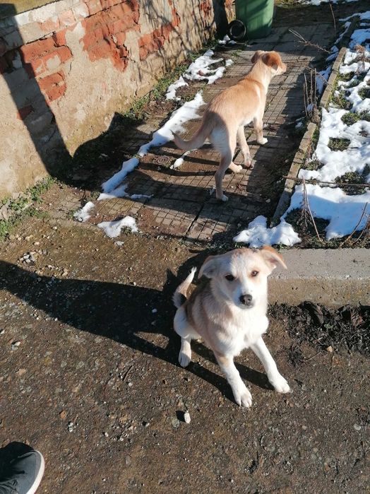 Подарявам кученца