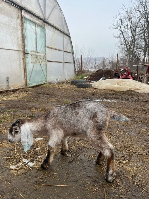 Vând doi țăpișori și o ieduță Rasa Anglo Nubiana,în vârstă de o lună