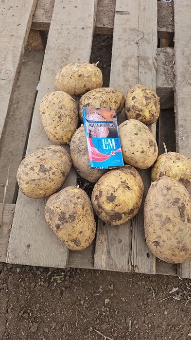 Ппродам Картофель Сорт Гала Вега