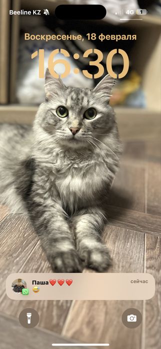 Потерялась кошка