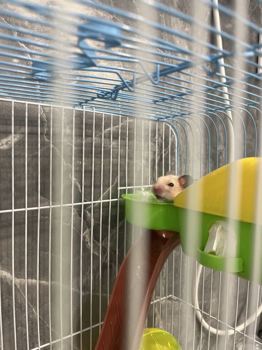 Продам Хомяк с клеткой