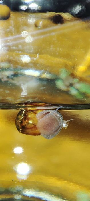 Отдам аквариумных улиток