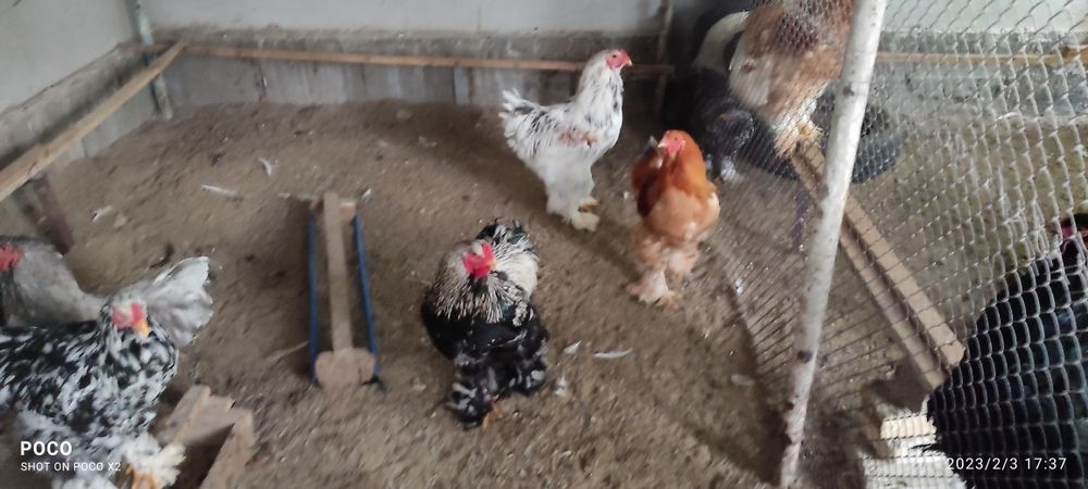 Продаются куры и петухи породы брама