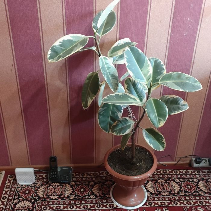 Комнатные растения цветы