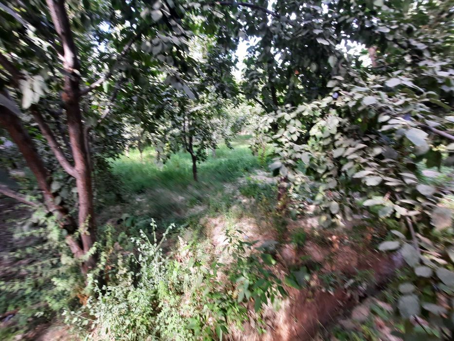 Келес. Кул тупеда  ер майдони сотилади.