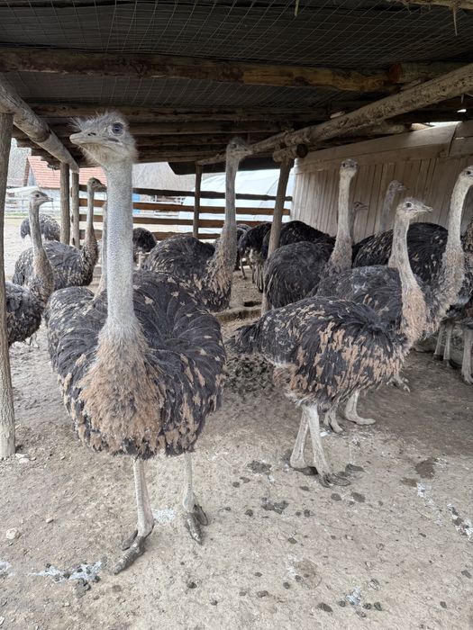 Struti cu varsta intre 4-6 luni