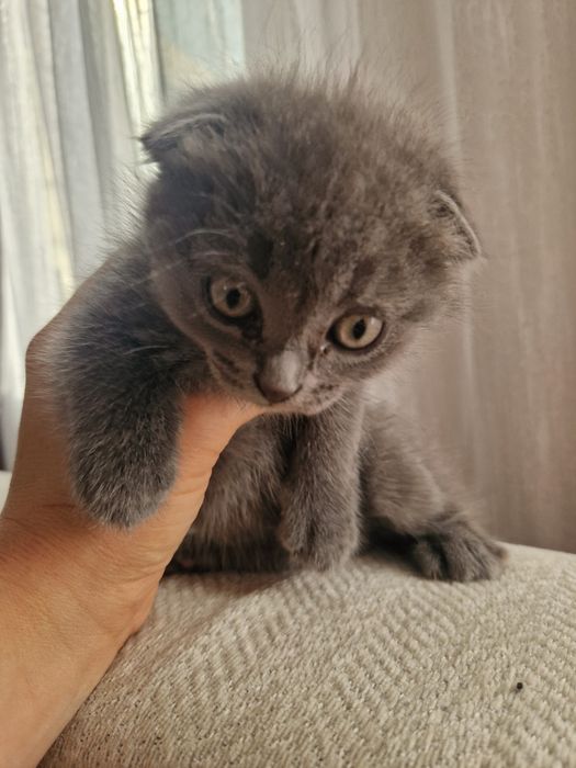 Отдам котят от британки