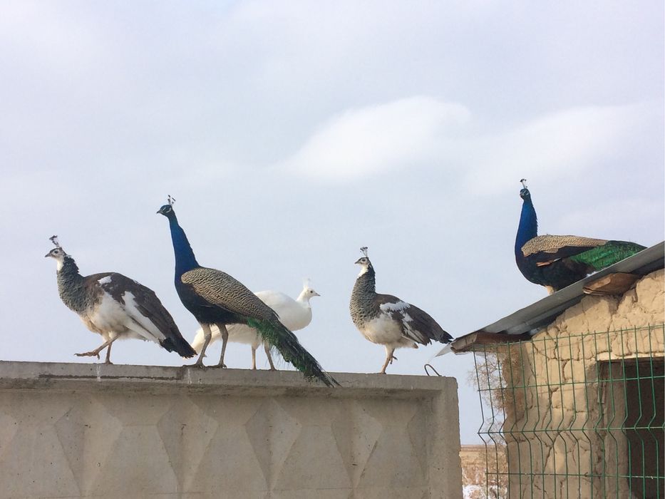 Индиское жар птица Павлины самка самец