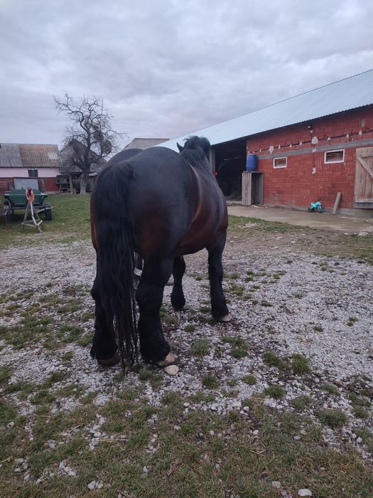 harmăsar de vânzaree