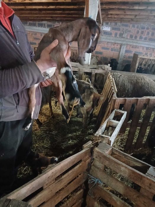 Țapi și iedute anglo-nubieni