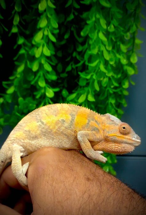 Леопардов хамелеон