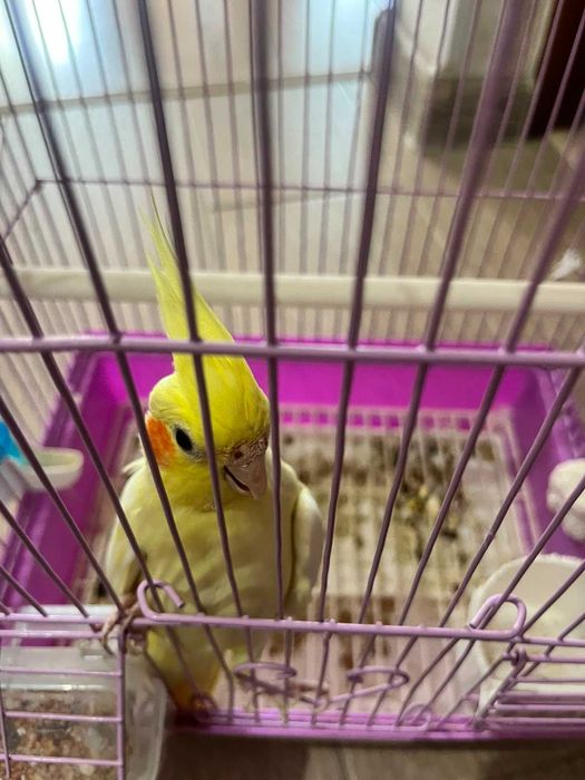 Попугай Корелла австралийская