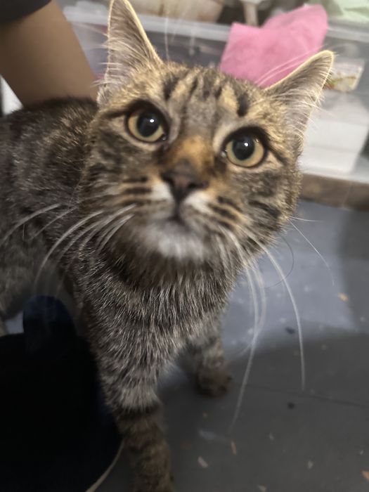 Котенок подросток