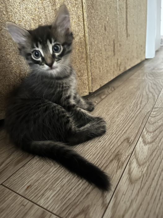 Отдам котят в доброе руки