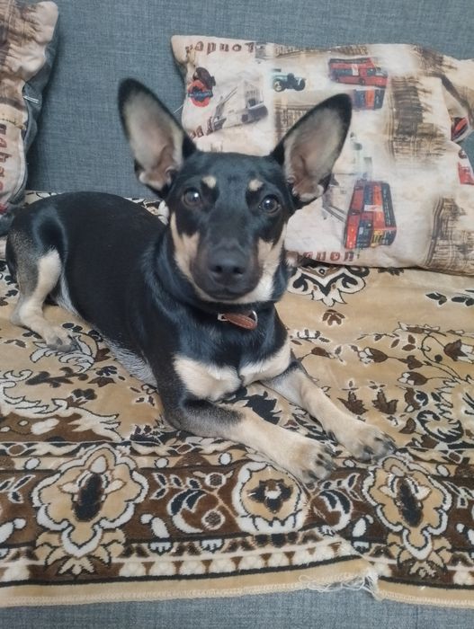 10.000тг Карликовый пинчер