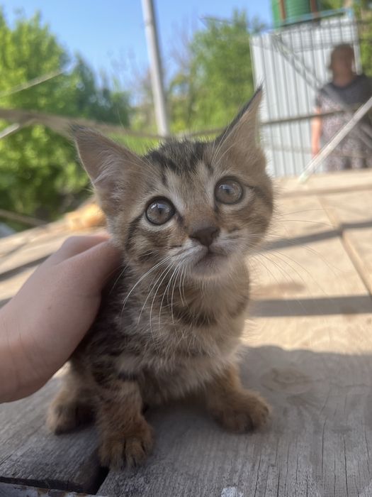 Отдам котенков 1,5 мес.