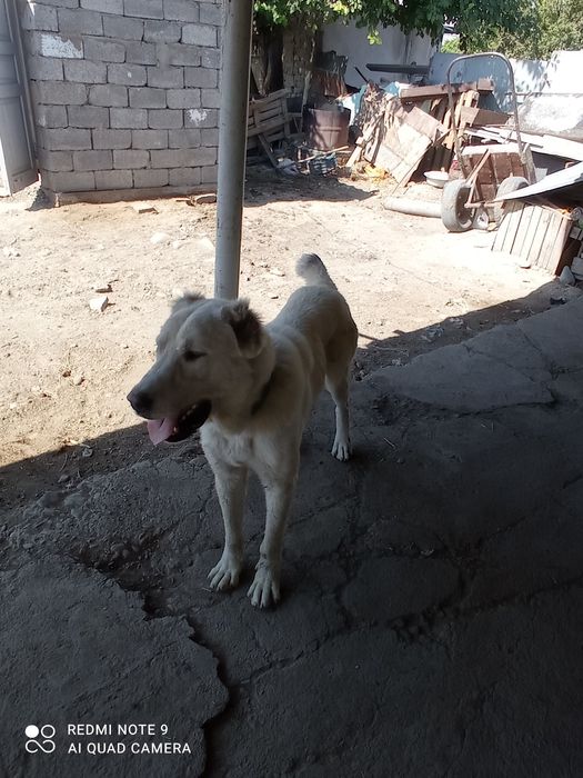 Алабай полтора лет