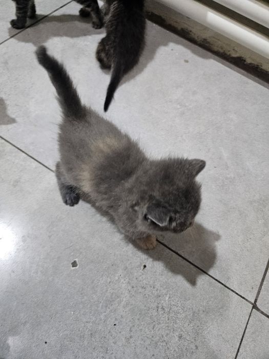 mushuklar 7 dona bolasi tekinga