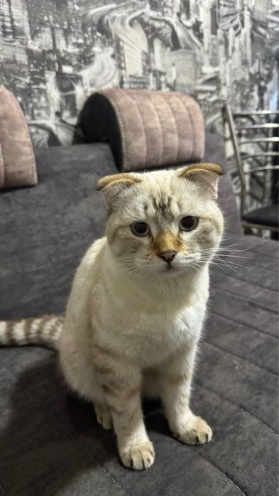 Scottish fold, quloqchasi qaytgan, juda mehribon