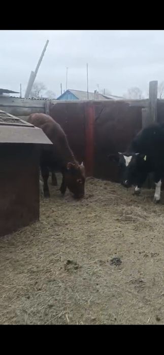 Тайынша сатам!!!