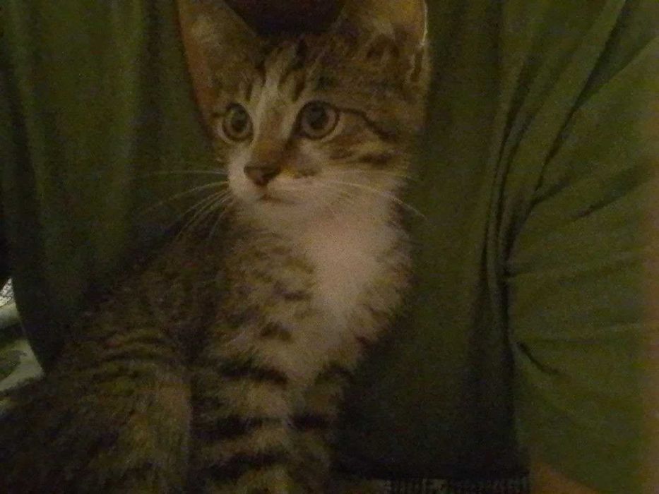 Котенок мальчик, в добрые руки