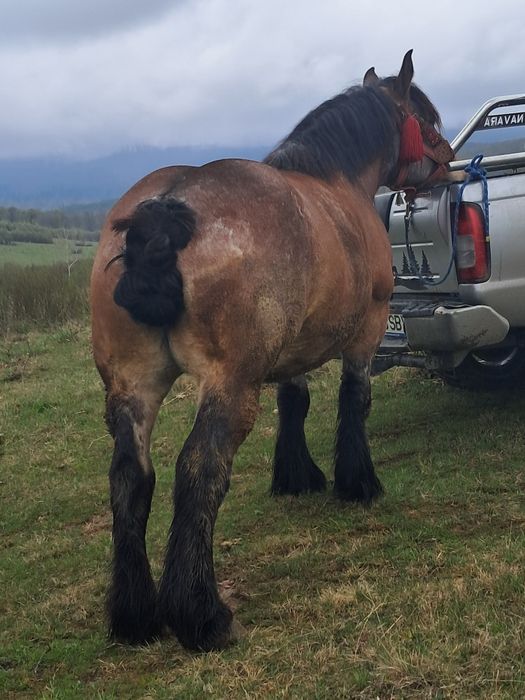 Vând iapa gestantă