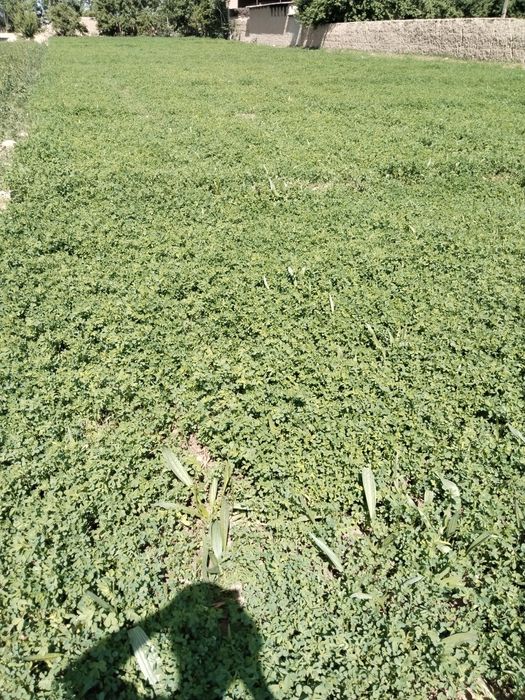 Ер сотилади сурхон 5 кумкишлок махалласида