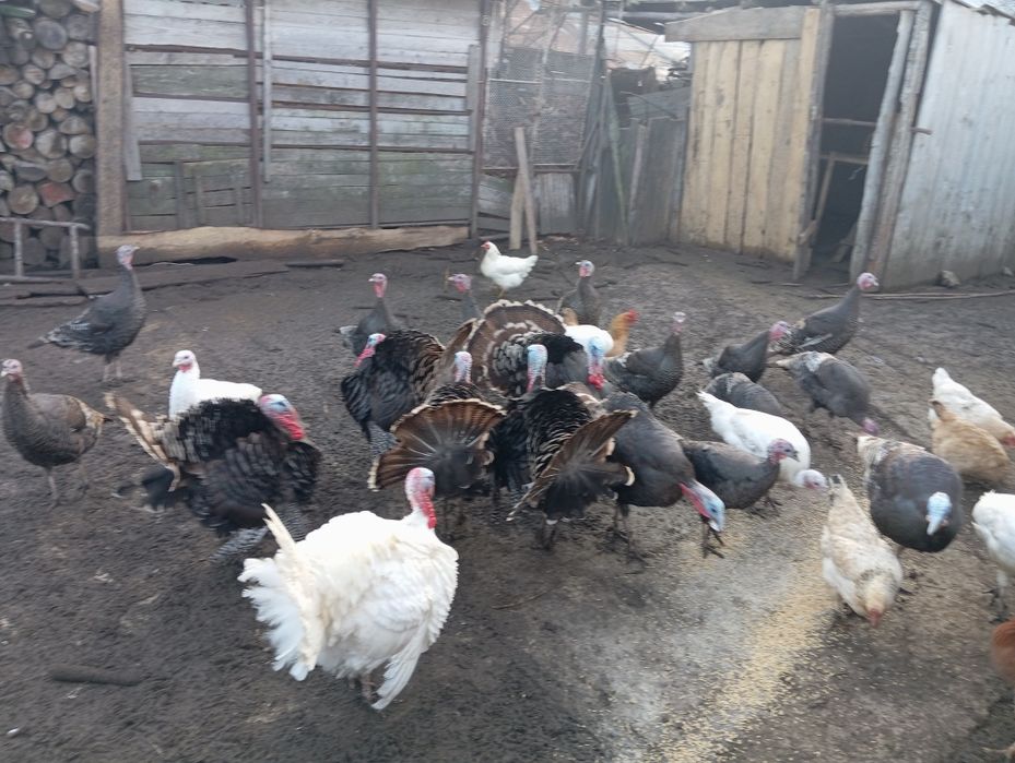 Vând curci și curcani