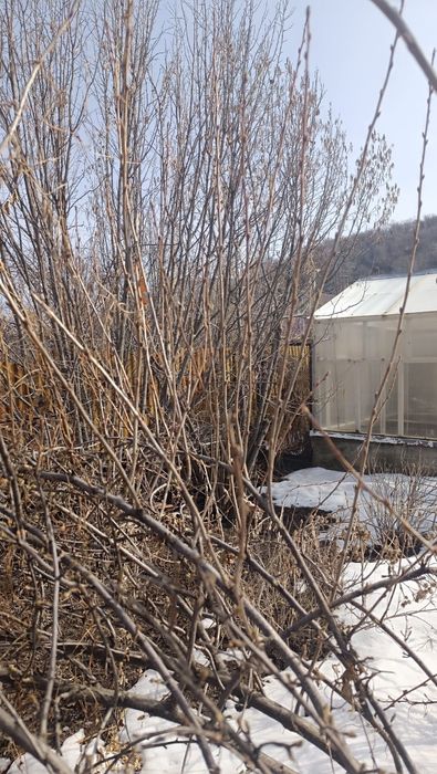 Фундук ореховое дерево