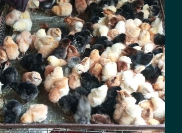 Соғлом Жўжалар сотилади, инкубатор хизмати хам бор