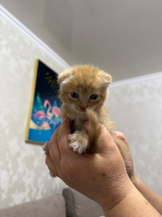 Шотландские котята