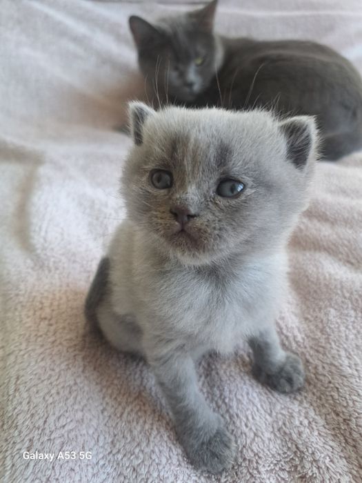 Британски сини колорпойнт късокосмести котенца