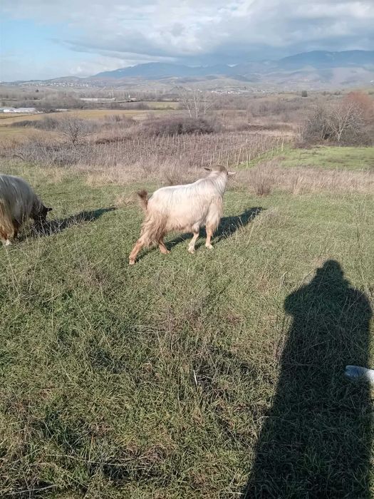 Млади пръчове и кози