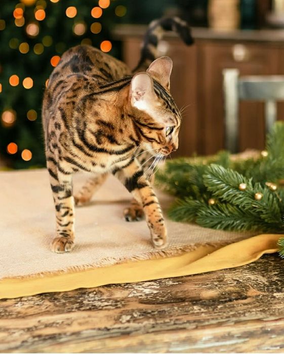 Бенгальские котята с документами.