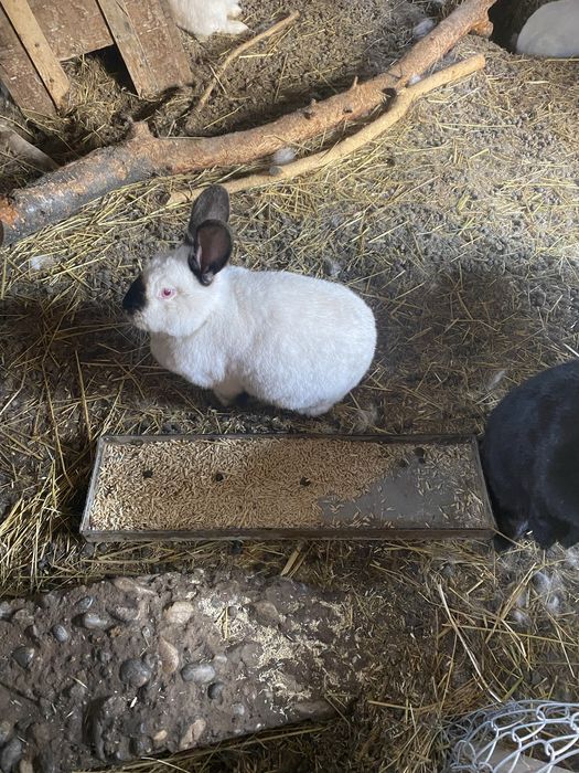 Кролики самцы и самки