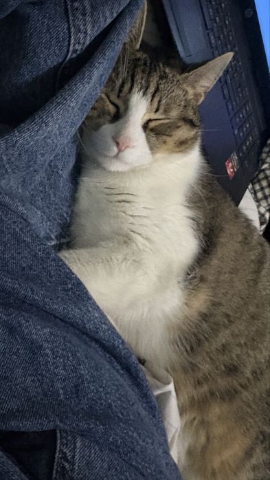 donez motanel, bland