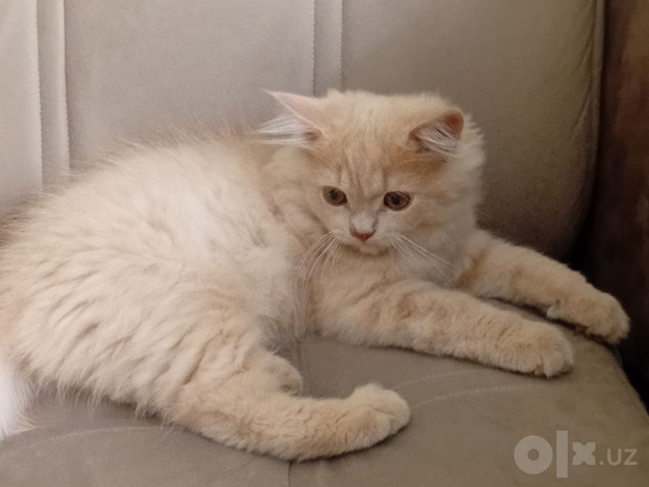 Продается котенок