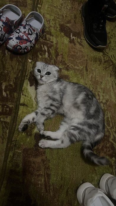 Кошка вислоухая шотландская