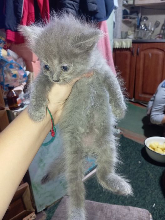 Отдам котят даром