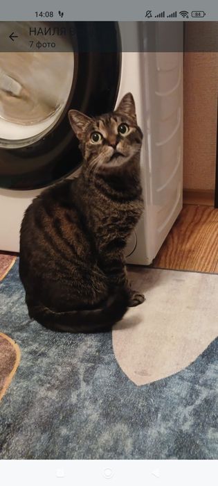 ПодРощенЫе КотЯта