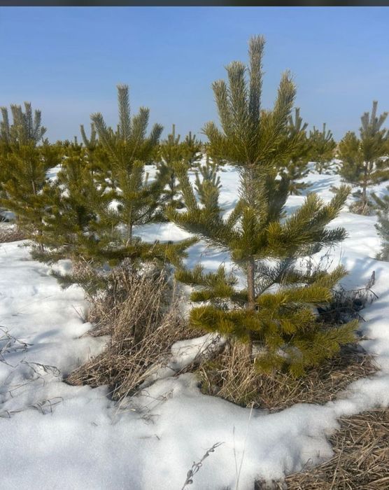 Саженцы деревьев