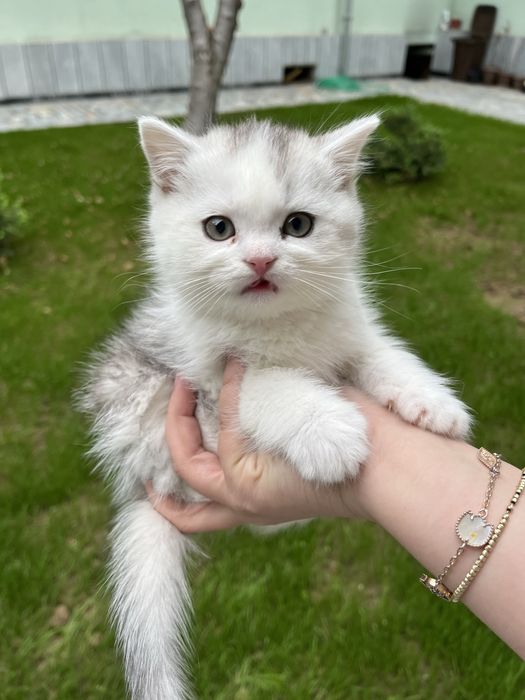 Кот скоттиш фолд