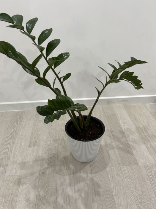 Продам комнатные растения