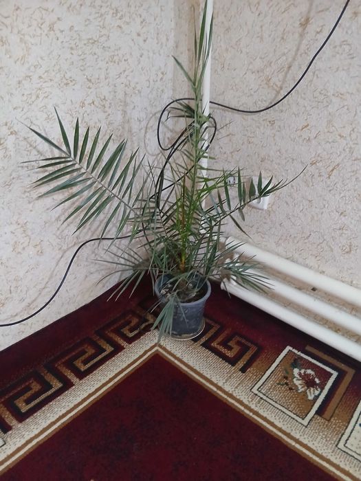 Цветы не дорого Гуллар арзон нархда