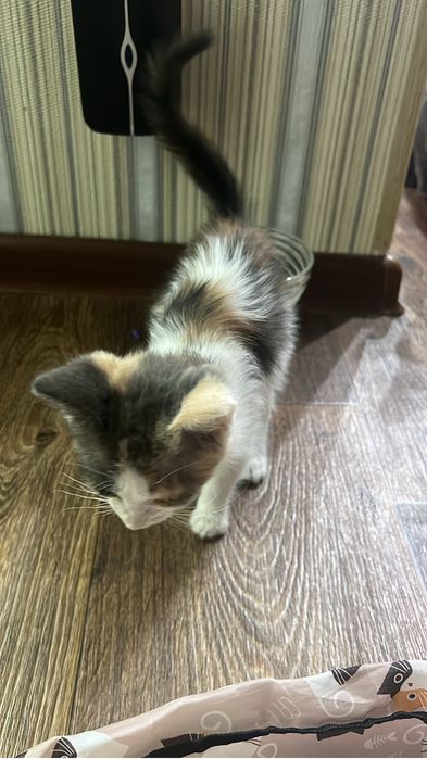 Котенок девочка в добрые руки