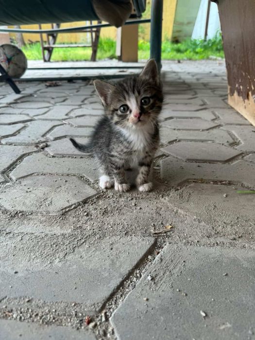 Хорошие добрые котята