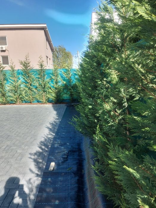 Gard viu Leylandii
