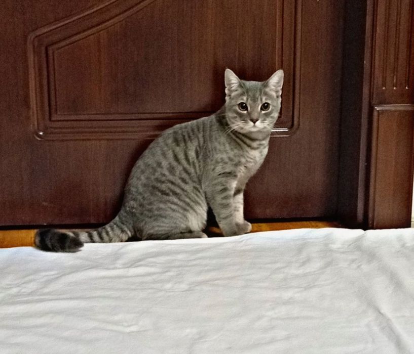 Продам Скоттиш страйт мальчик