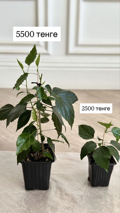 Гибискус красный